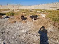 Goat, Goats — photo 6