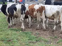 Vacă, Russian Black pied cattle — foto 5