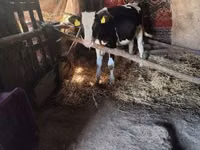 Bou, Russian Black pied cattle — foto 2