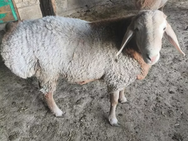 Schaf, Schafe