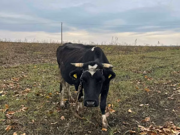 Cow, Russian Black pied cattle