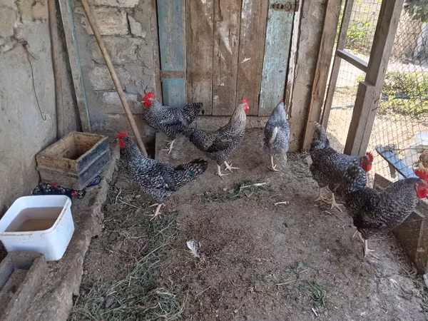 Chickens