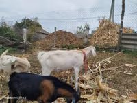 Goat, Nubian Goat — photo 4