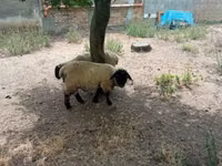 Berbec, White Suffolk sheep — foto 4