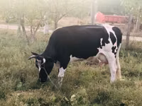 Cow, Holstein breed — photo 3