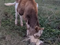 بقرة, Russian Black pied cattle — الصورة 5