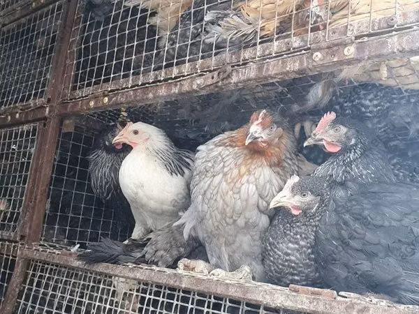 लोहमन ब्राउन