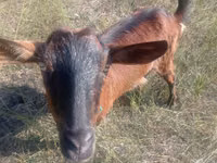 Chèvre, Alpine goat — photo 1