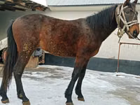 Horse (M), Budyonny horse — photo 3