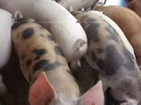Porci (lot, sex nespecificat) — foto 2