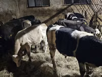 Cattle (batch, sex not specified), Cattle — photo 3