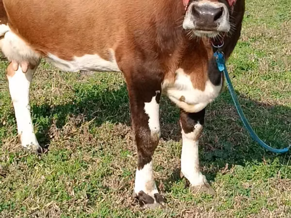 Kuh, Simmental cattle