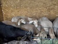 母羊, Arashan sheep — 照片 3