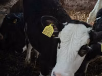 Kuh, Russian Black pied cattle — Foto 4