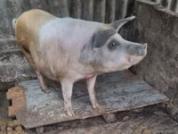 母猪, Pigs — 照片 1
