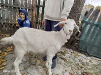Goat, Nubian Goat — photo 4