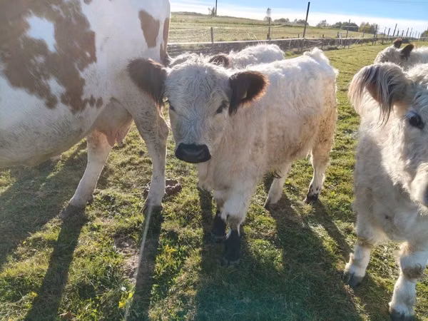 Bull, Galloway cow