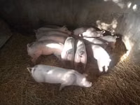 Säue, Schweine — Foto 1