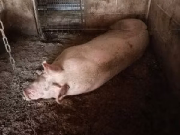 Scroafă, Porci