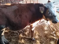 公牛, Simmental cattle — 照片 5
