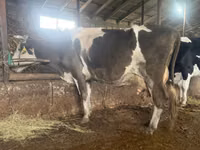Cow, Russian Black pied cattle — photo 4