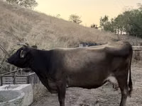 母牛, Cattle — 照片 4