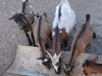 تيس, Pomellata goat — الصورة 4