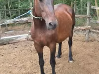 فرس, Hungarian horse breed — الصورة 1