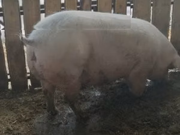 Scroafă, Porci