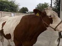 Vaca, Simmental cattle — foto 2