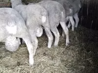 Bélier, Ile-de-France sheep — photo 2
