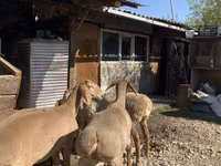 Qoyun, Arashan sheep — foto 6