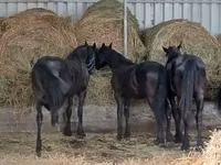 Cheval, Dutch warmblood horse — photo 5