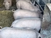 Scroafă — foto 2