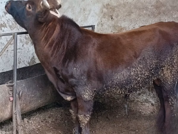 Toro, Ganado vacuno