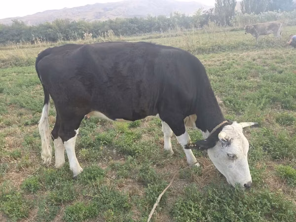 Vache, Aberdeen-Angus