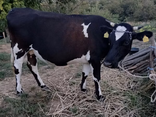 Kuh, Holstein-Rasse — Republik Moldau