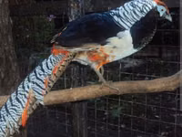 Chickens — Foto 1