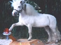 घोड़ा, Miniature horse — फ़ोटो 7