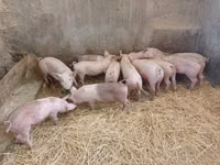 Säue, Schweine — Foto 1