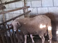 كبش, Lacaune sheep — الصورة 1
