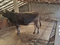 Vaca, Swiss cattle — foto 6
