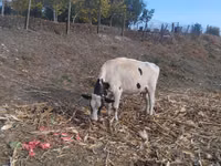 Vache, Russian Black pied cattle — photo 3