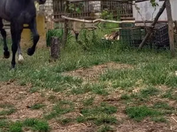 公马, Lipizzaner