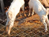 Țap, Nubian Goat — foto 1
