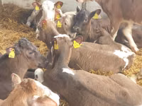 Bovinos (lote, sexo no especificado), Ganado vacuno — foto 5