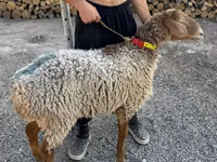 Oaie, Arashan sheep — foto 2