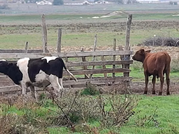 Bou, Bovine — Republica Moldova