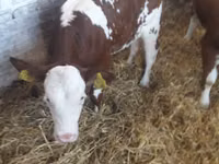 Bovine (lot, sex nespecificat), Simmental cattle — foto 7