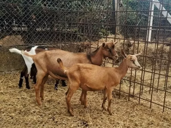 Capră, Nubian Goat